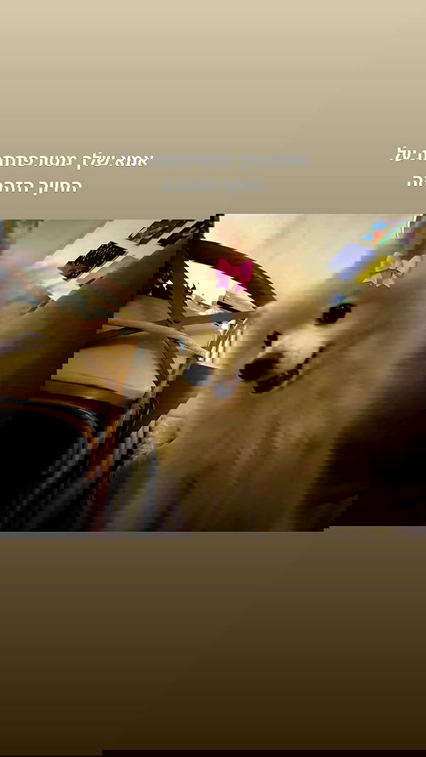 romy_ayalla_lavi romy_ayalla_lavi archive image