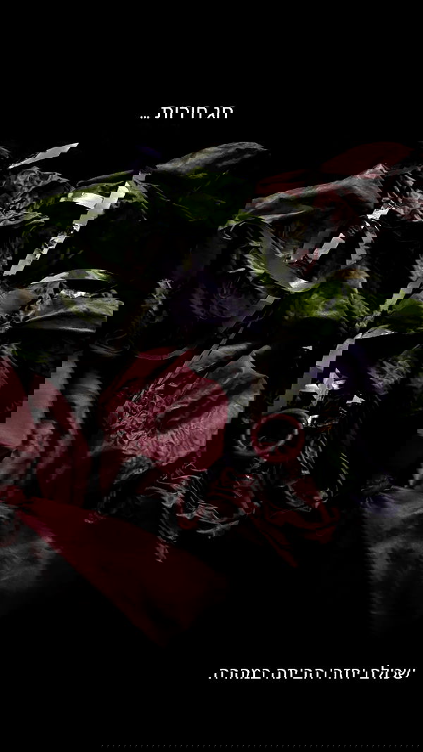 romy_ayalla_lavi romy_ayalla_lavi archive image