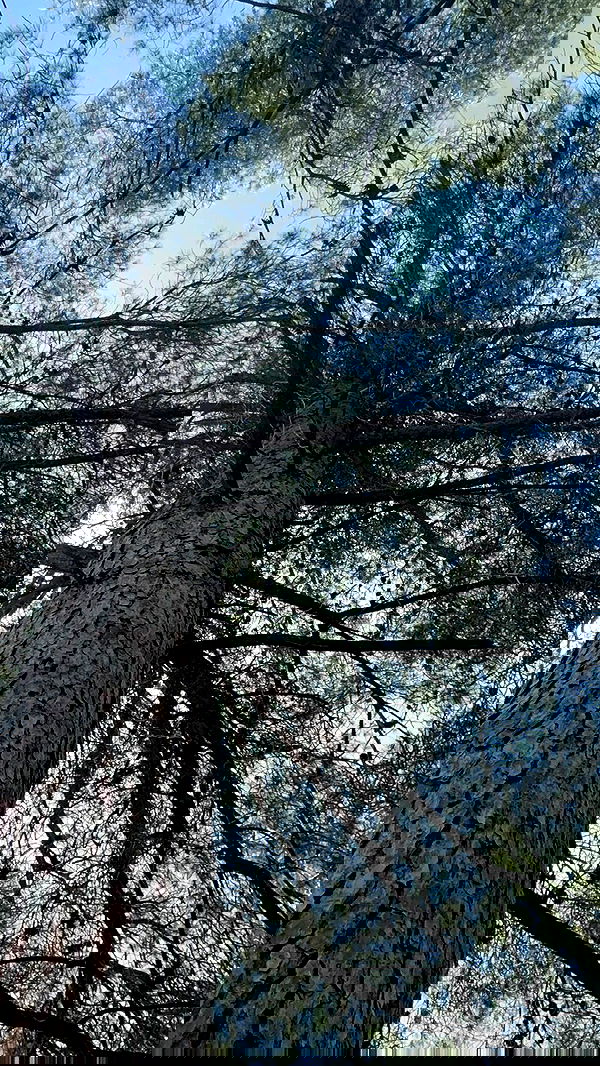 romy_ayalla_lavi romy_ayalla_lavi archive image