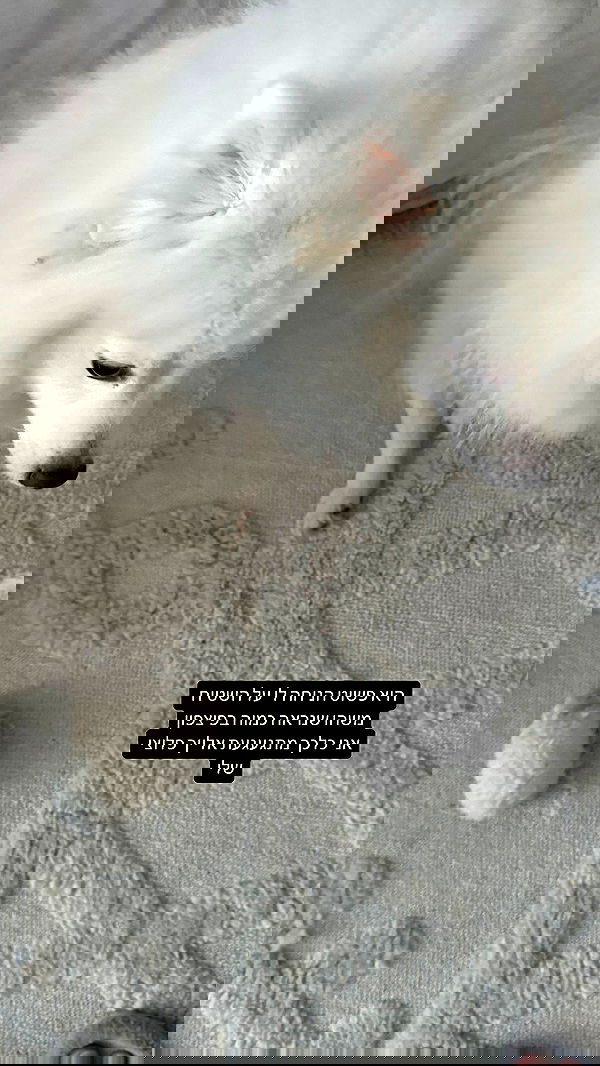 romy_ayalla_lavi romy_ayalla_lavi archive image