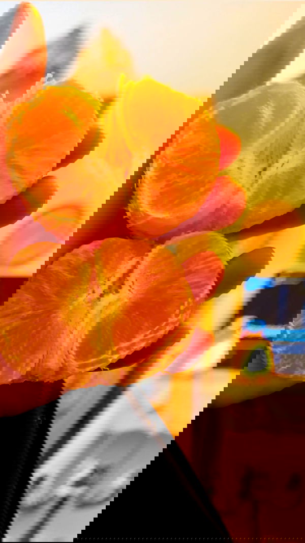 romy_ayalla_lavi romy_ayalla_lavi archive image