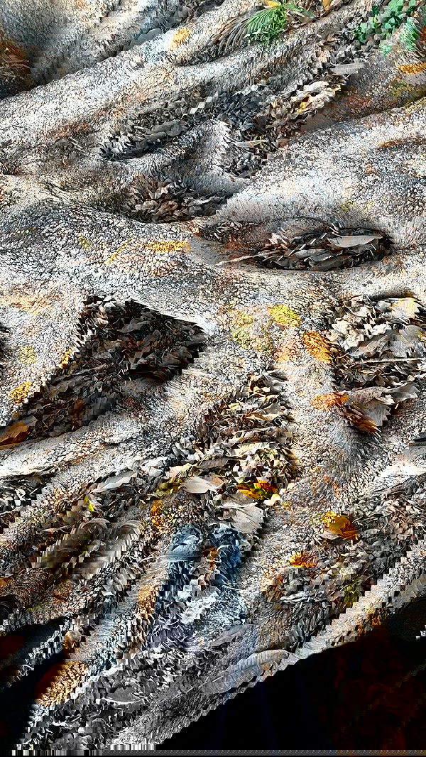 romy_ayalla_lavi romy_ayalla_lavi archive image