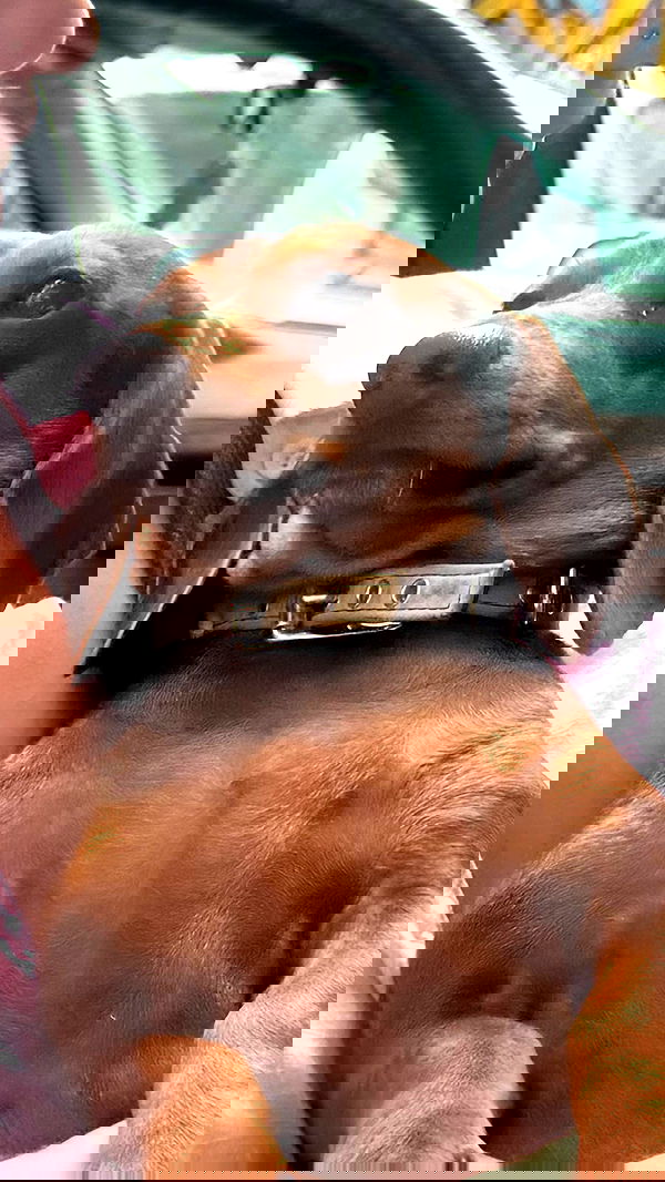 romy_ayalla_lavi romy_ayalla_lavi archive image