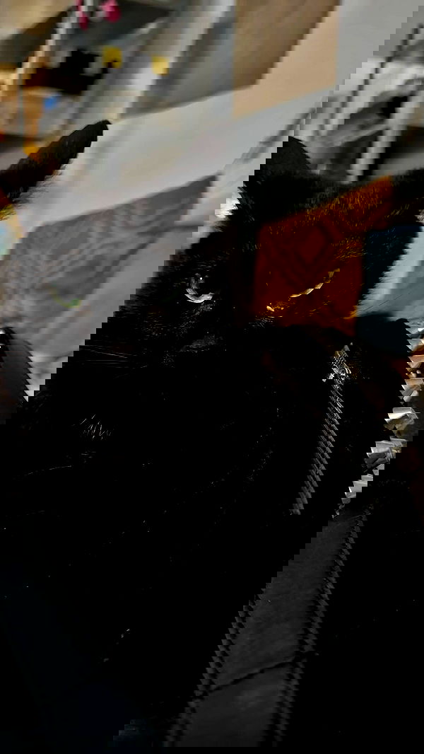 romy_ayalla_lavi romy_ayalla_lavi archive image