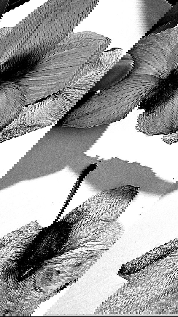 romy_ayalla_lavi romy_ayalla_lavi archive image