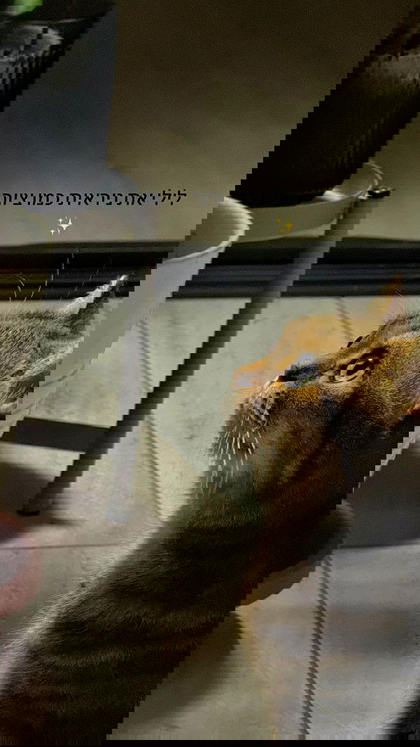 romy_ayalla_lavi romy_ayalla_lavi archive image