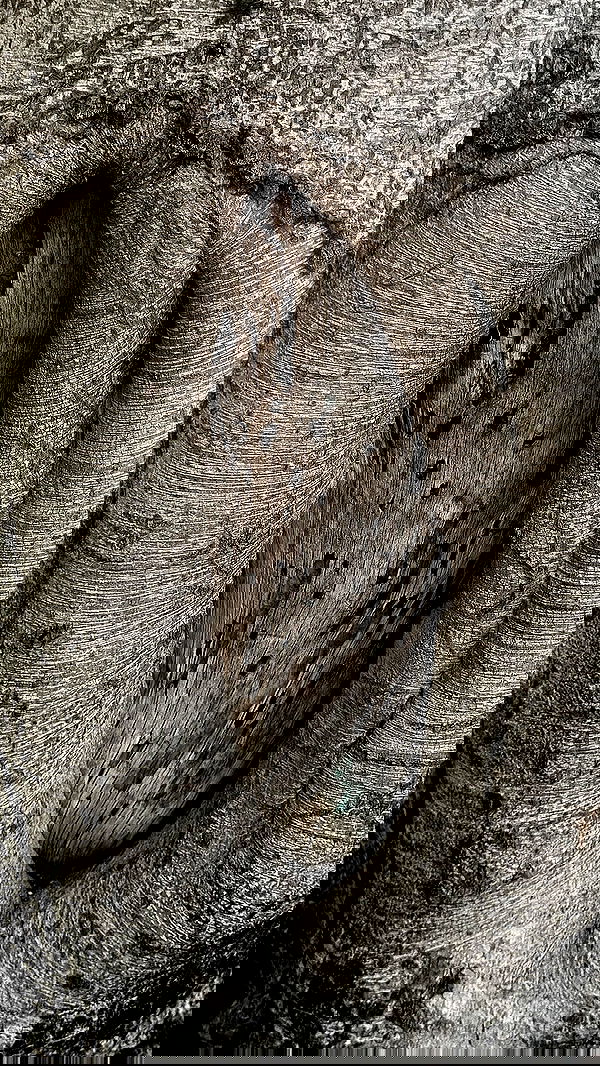 romy_ayalla_lavi romy_ayalla_lavi archive image