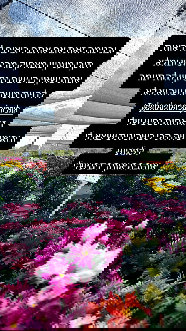 romy_ayalla_lavi romy_ayalla_lavi archive image