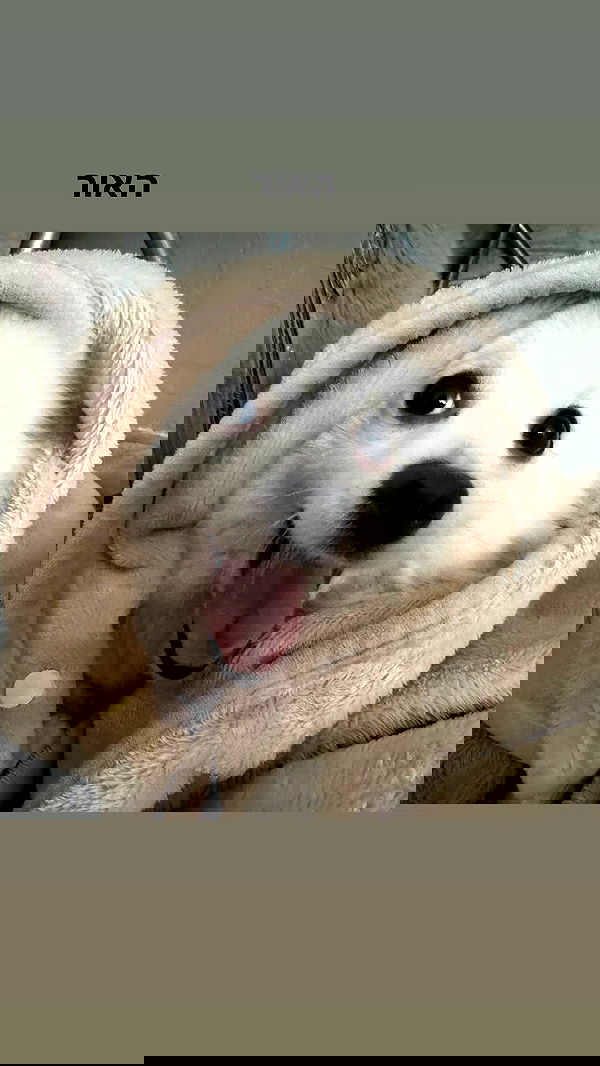 romy_ayalla_lavi romy_ayalla_lavi archive image