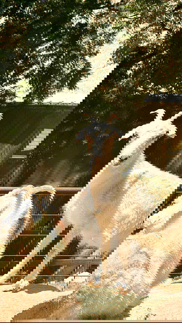 romy_ayalla_lavi romy_ayalla_lavi archive image