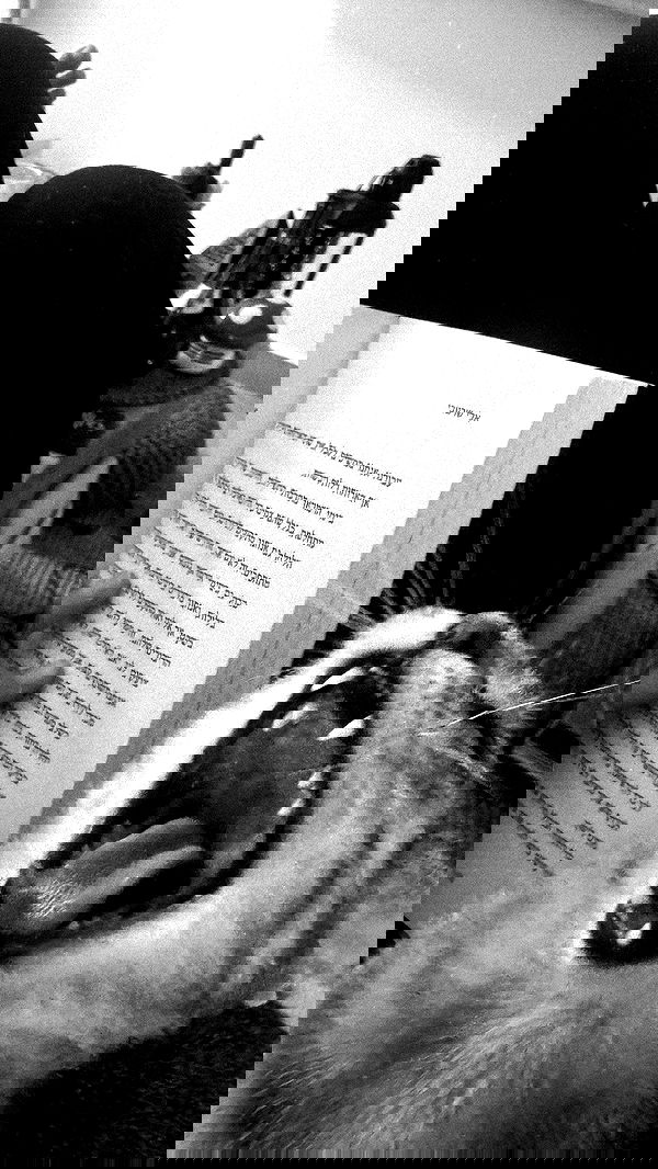 romy_ayalla_lavi romy_ayalla_lavi archive image