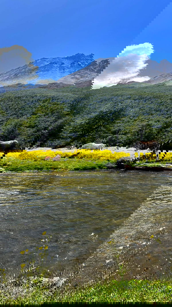 roni__moalem image ~ Altpins