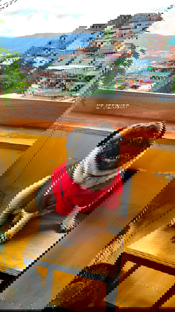 roni__moalem image ~ Altpins