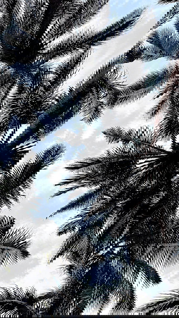 roni__moalem image ~ Altpins