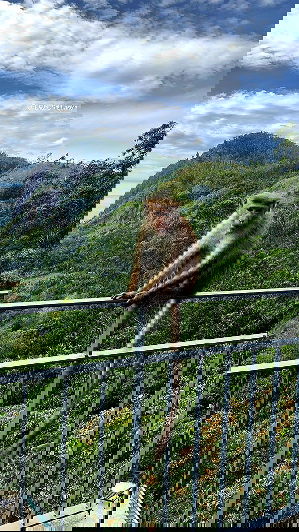 roni__moalem image ~ Altpins