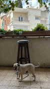roni_ackerman Altpins Profile Picture