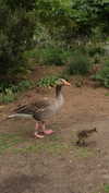 roni_ackerman Altpins Profile Picture