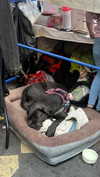 roni_ackerman Altpins Profile Picture