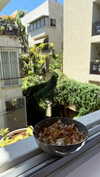 roni_ackerman Altpins Profile Picture