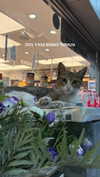 roni_ackerman Altpins Profile Picture