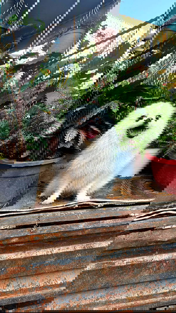 ronyida_ image ~ Altpins