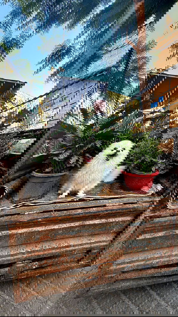 ronyida_ image ~ Altpins