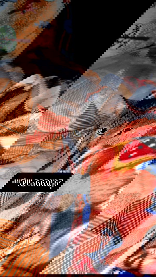 ronyida_ image ~ Altpins