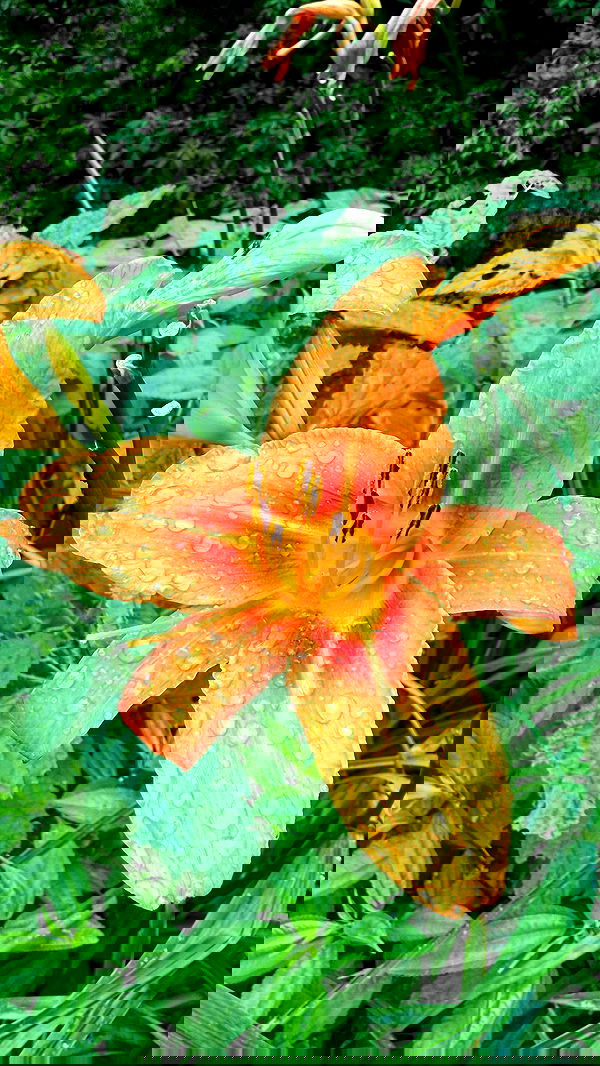 ronyida_ image ~ Altpins