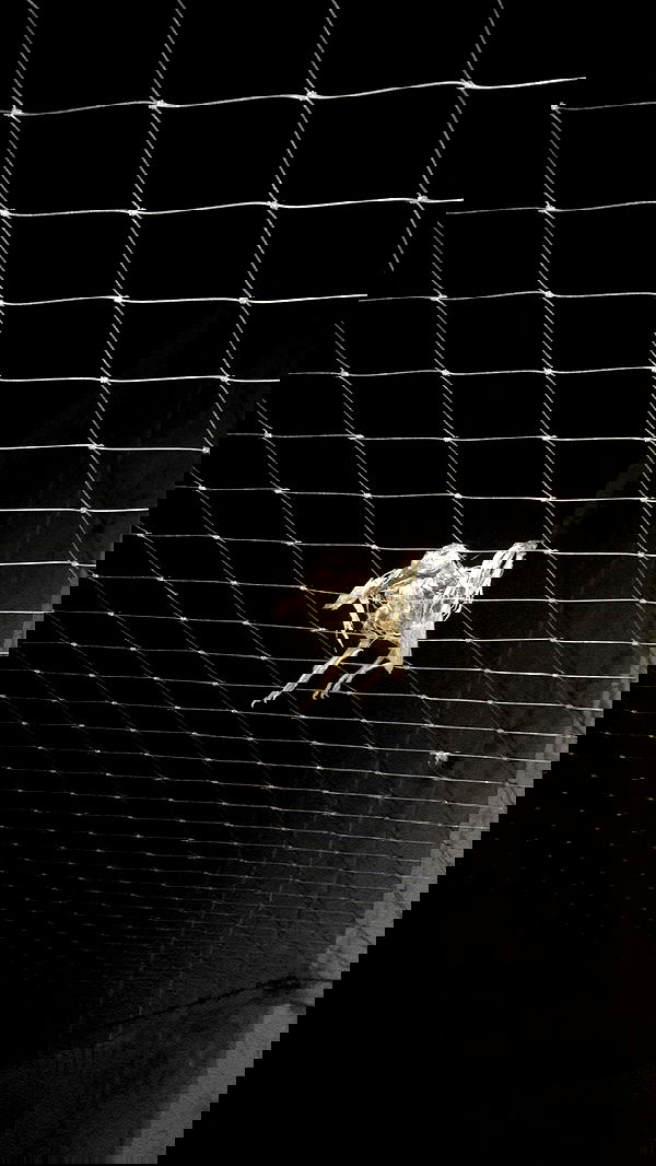 rose_xanne rose_xanne archive image