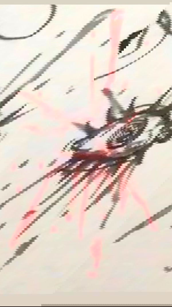 rose_xanne rose_xanne archive image