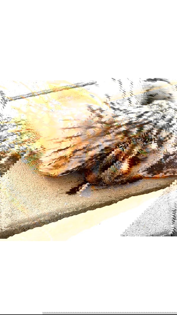 rose_xanne rose_xanne archive image