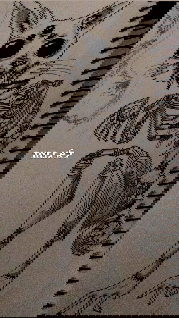 rose_xanne rose_xanne archive image