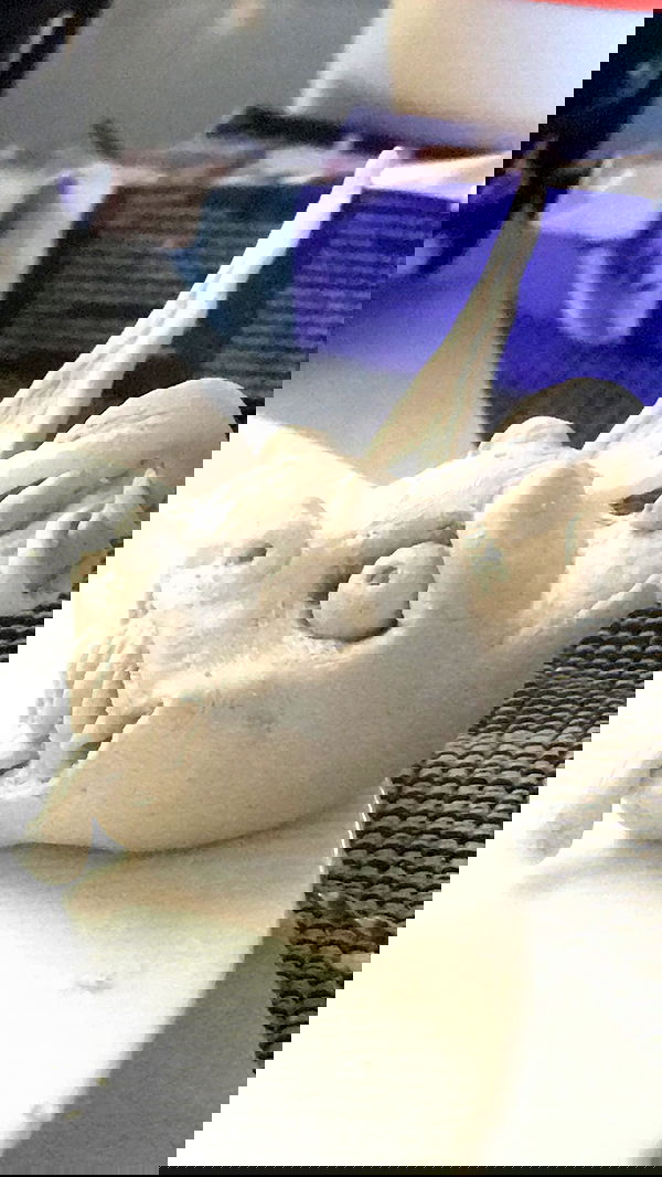 rose_xanne rose_xanne archive image