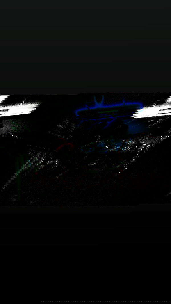 rose_xanne rose_xanne archive image