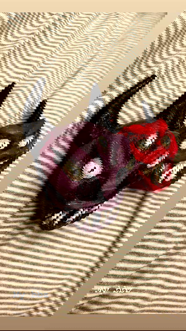 rose_xanne rose_xanne archive image