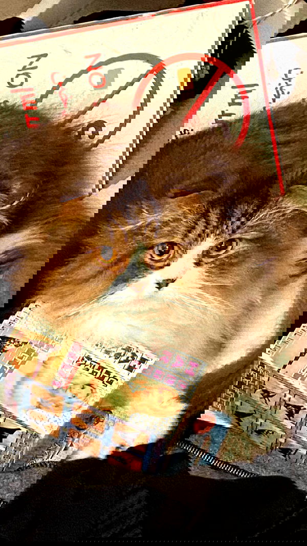 rose_xanne rose_xanne archive image