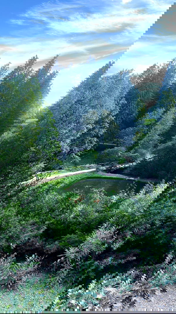 rose_xanne rose_xanne archive image