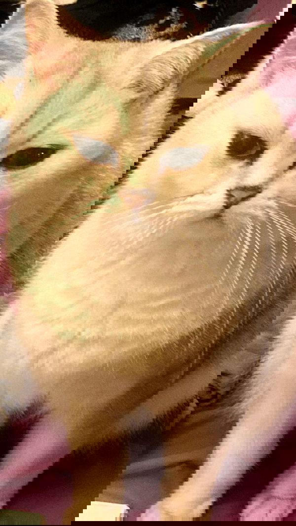 rose_xanne rose_xanne archive image