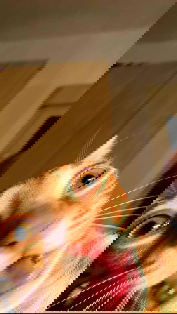 rose_xanne rose_xanne archive image