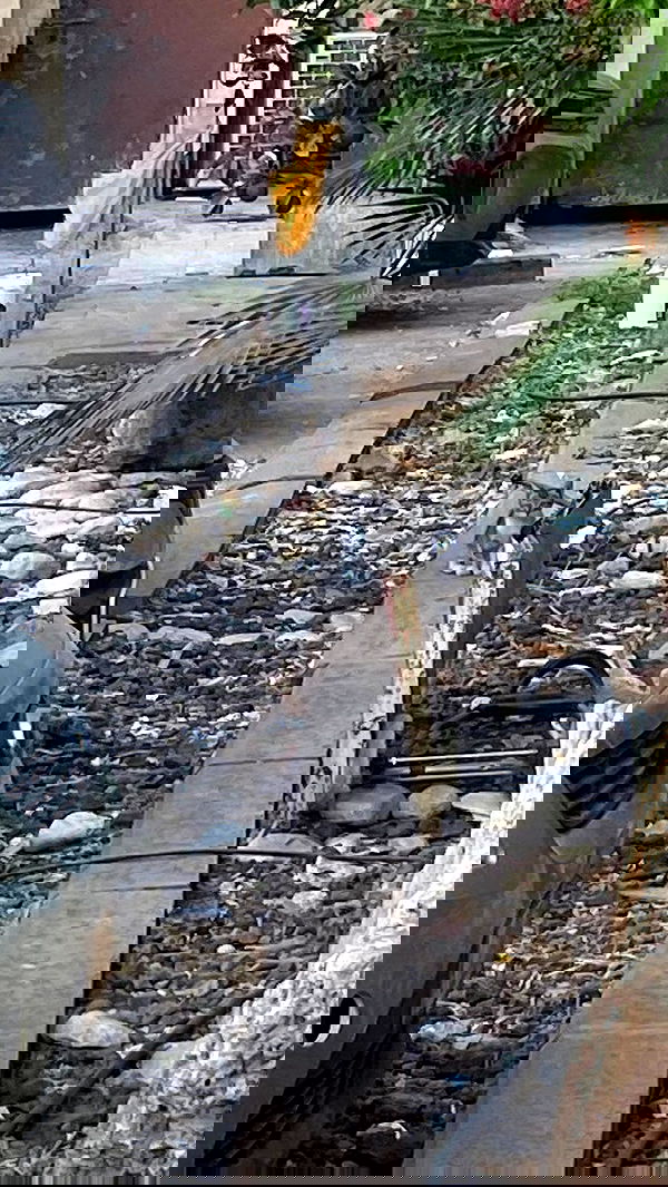 rose_xanne rose_xanne archive image