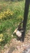 rozhinsafffar Altpins Profile Picture