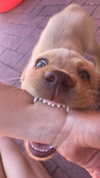rozhinsafffar Altpins Profile Picture