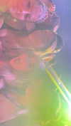 rozhinsafffar Altpins Profile Picture