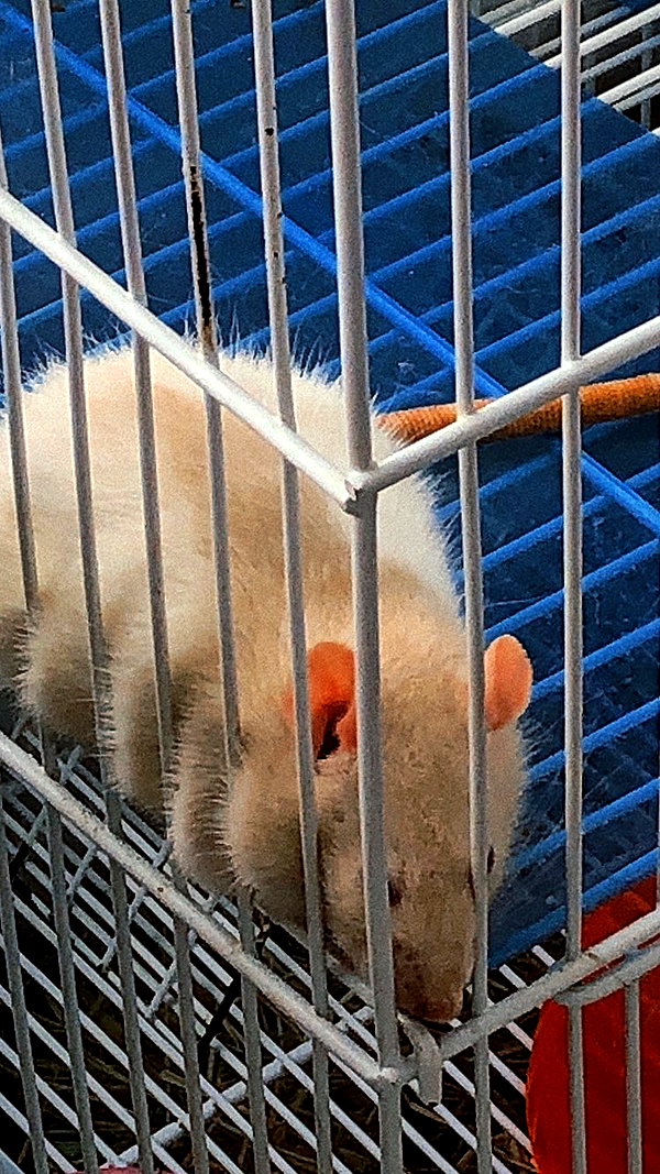 s0rabunny instagram image archive image