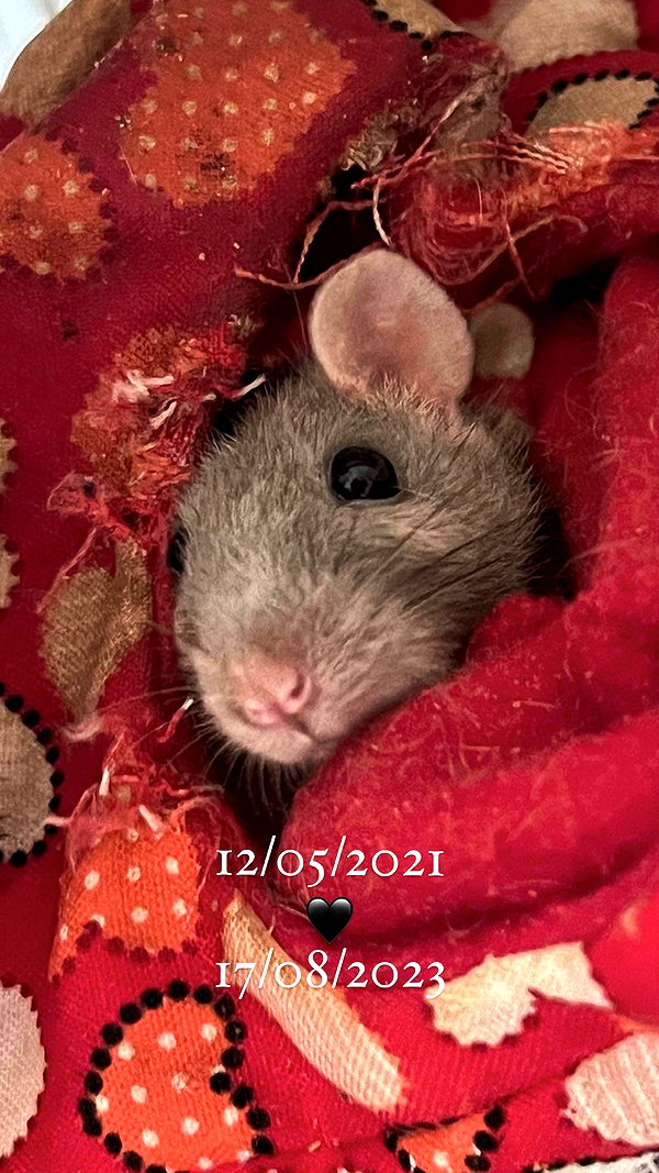 s0rabunny instagram image archive image