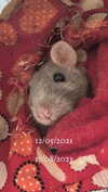 s0rabunny Altpins Profile Picture