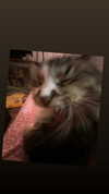 samanthacrosser Altpins Profile Picture