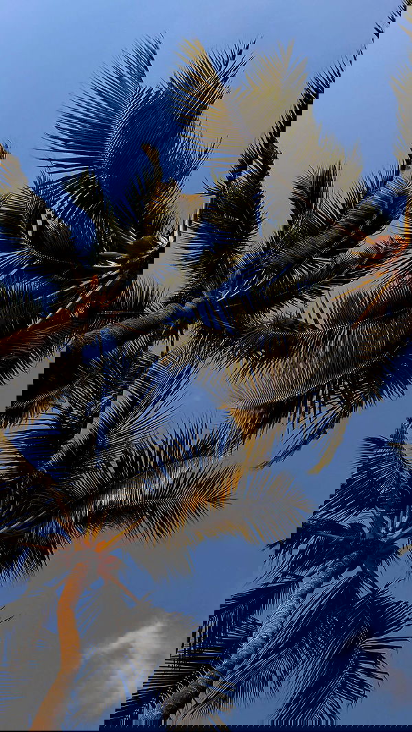 samantra_official image ~ Altpins