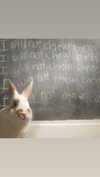 sanguislune Altpins Profile Picture