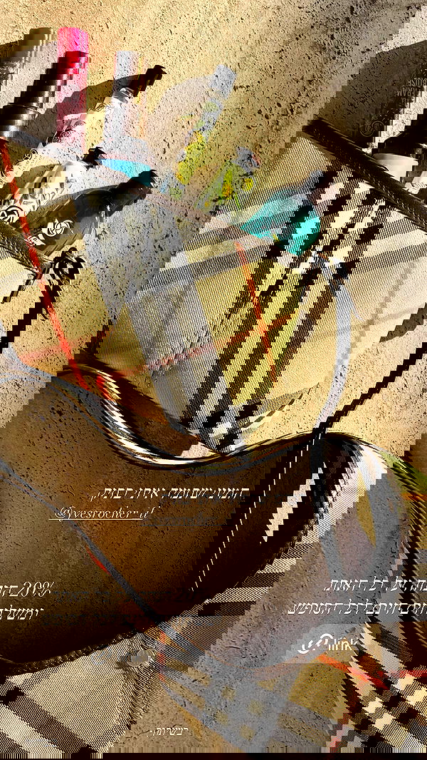 sapir_avisror image ~ Altpins